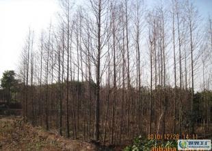 合肥優質水杉苗木供應，綠化工程優選，規格齊全直達世界工廠網